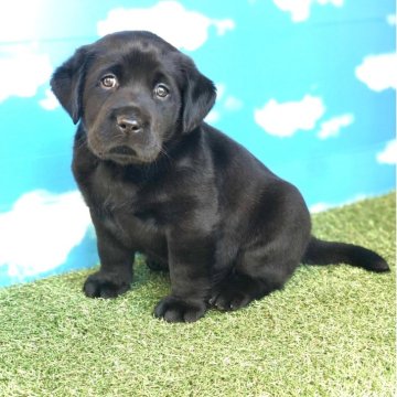 ラブラドールレトリバー【岐阜県・男の子・2025年10月5日・ブラック】の写真「両親遺伝子検査クリア
お迎え迄の諸費用込価格です」