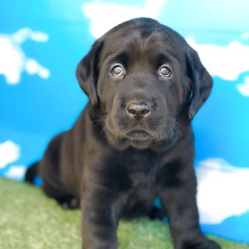 ラブラドールレトリバー【岐阜県・男の子・2025年10月5日・ブラック】の写真「両親遺伝子検査クリア
お迎え迄の総額価格てす」