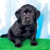 ラブラドールレトリバー【岐阜県・男の子・2025年10月5日・ブラック】の写真1「最新の写真に更新しました♪生後1ヶ月が過ぎ4400g！骨重のある立派な体格です」