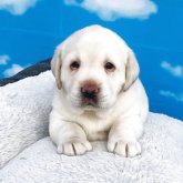 ラブラドールレトリバー