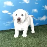 ラブラドールレトリバー【岐阜県・男の子・2025年10月5日・イエロー】の写真2「ごはんをモリモリ食べて日々成長しています体格やお顔もラブラドールレトリバーらしくなってきました♪」