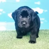 ラブラドールレトリバー【岐阜県・男の子・2025年10月5日・ブラック】の写真9「澄ました表情もgood！」