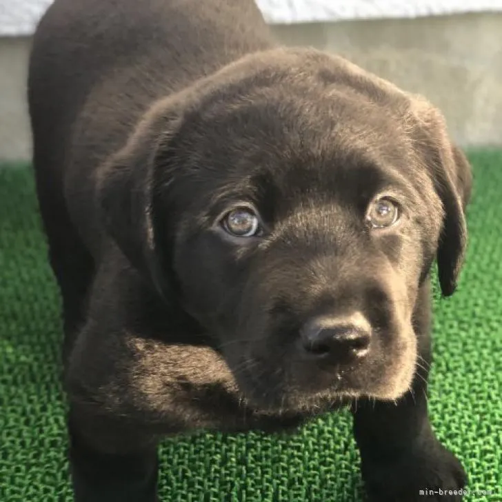 ID:2211-01815の子犬
