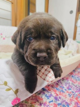 ラブラドールレトリバー【岐阜県・男の子・2021年5月11日・チョコ】の写真「とても可愛いチョコラブの男の子❤️」