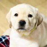 ラブラドールレトリバー【岐阜県・男の子・2023年12月29日・イエロー】の写真1「2月10日に撮影しました(生後43日目)お鼻も真っ黒な可愛い甘えん坊」