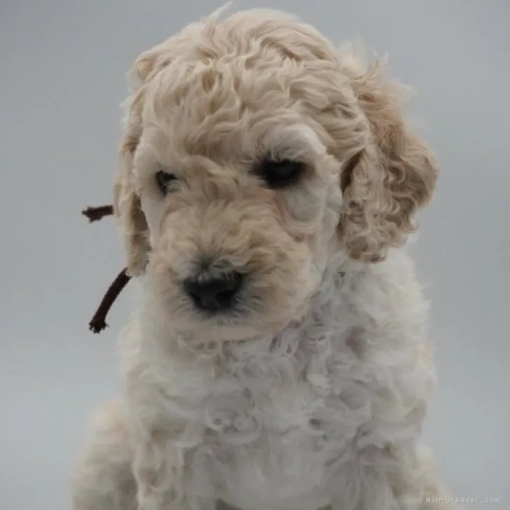 ID:2309-00047の子犬