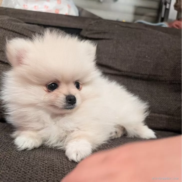 ID:2412-06358の子犬