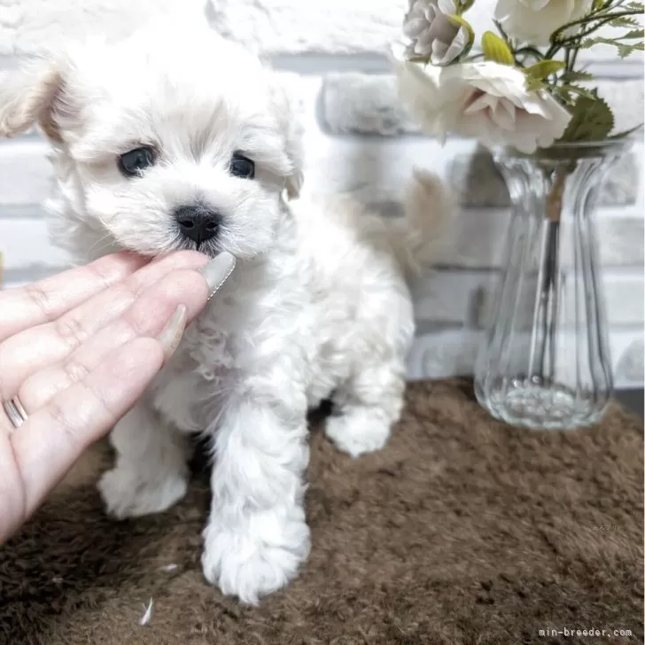 ID:2508-05882の子犬