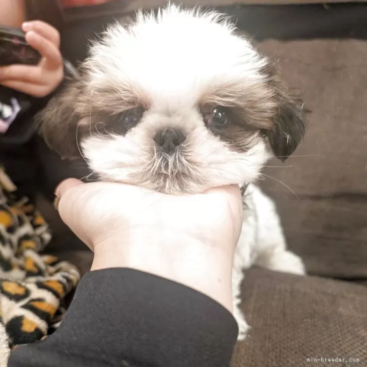 シーズー【大阪府・男の子・2025年8月22日・ホワイト&amp;ゴールド】の写真1