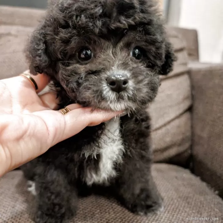 ID：2510-08352の子犬