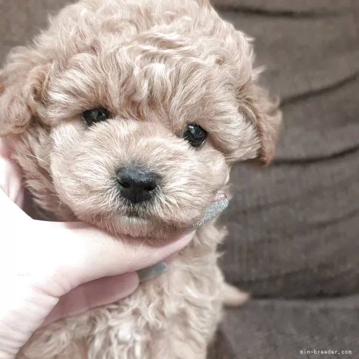 りー 様のお迎えした子犬