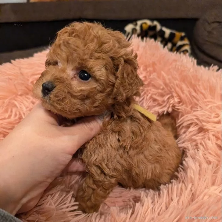 ID:2501-07391の子犬