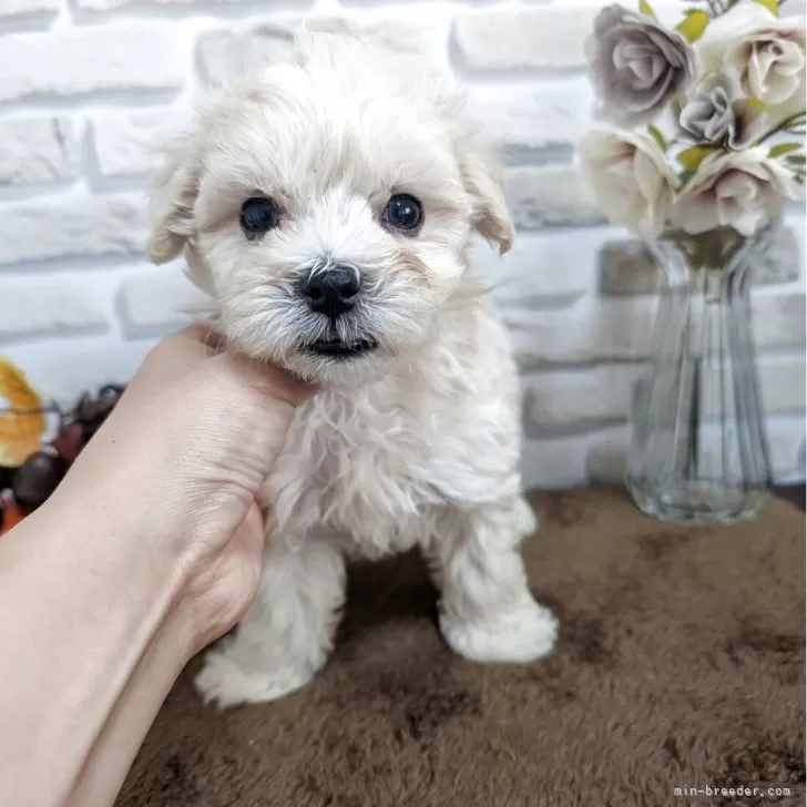 くるママ 様のお迎えした子犬