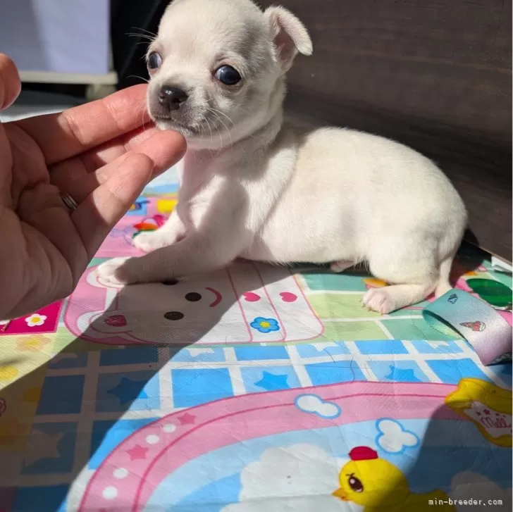 ID：2411-00553の子犬