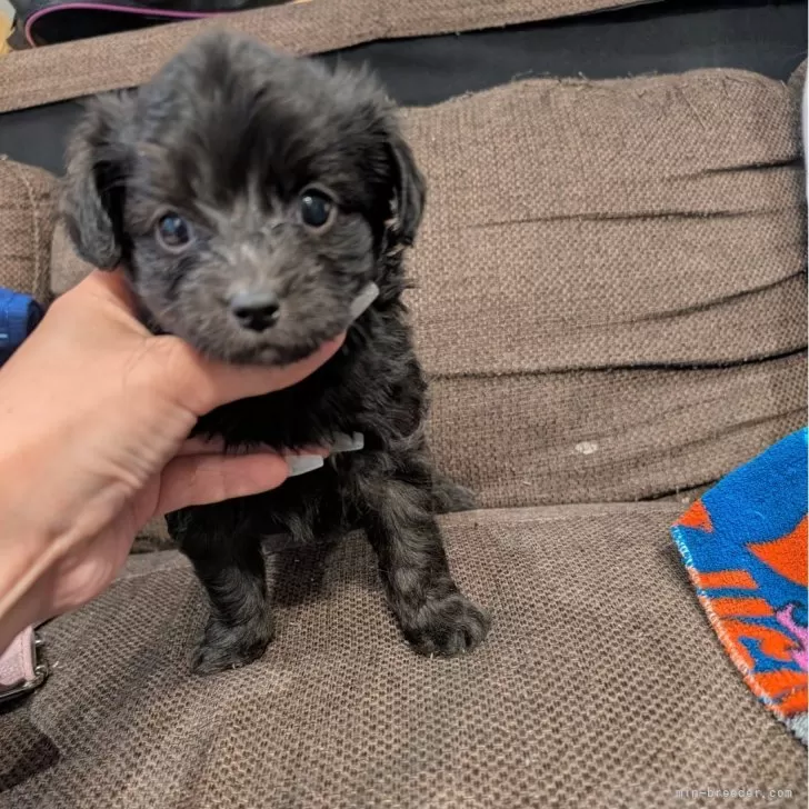 ID：2503-05075の子犬