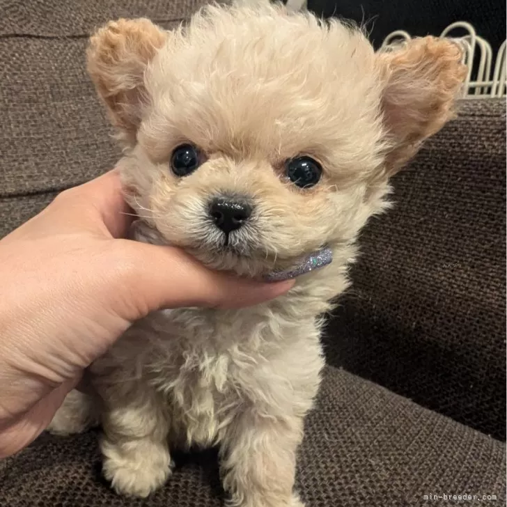 ID：2502-05991の子犬