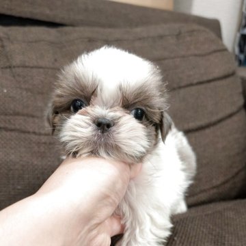 シーズー【大阪府・男の子・2025年8月22日・ブルー&ホワイト】の写真「珍しいカラーの男の子✨」
