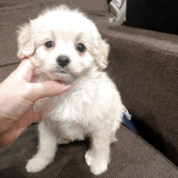 チワプー(チワワ×トイプードル)【大阪府・男の子・2025年7月5日・クリーム】の写真「しっかりした男の子✨」