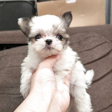 チワマル(マルチーズ×チワワ)【大阪府・女の子・2025年9月16日・パーティ】の写真「小さな女の子　元気いっぱい❤️」