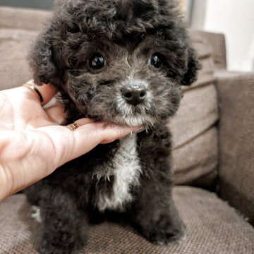 タイニープードル【大阪府・男の子・2025年8月24日・グレー】の写真「タキシード✨ドワーフの男の子」