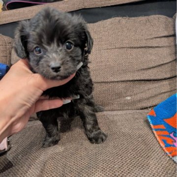 チワプー(トイプードル×チワワ)【大阪府・男の子・2025年2月5日・ブリンドル (ブラック)】の写真「４月1日にて家族募集終了」