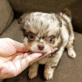 チワワ(ロング)