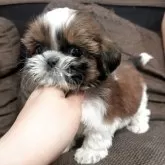 シーズー