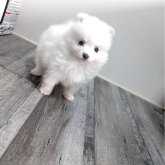 ポメラニアン