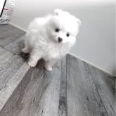 ポメラニアン