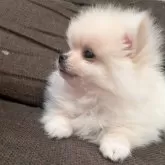 ポメラニアン【大阪府・女の子・2024年10月27日・クリーム】の写真2