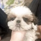 シーズー【大阪府・男の子・2025年8月22日・ホワイト&ゴールド】の写真4