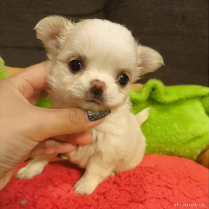 ID:2408-05933の子犬