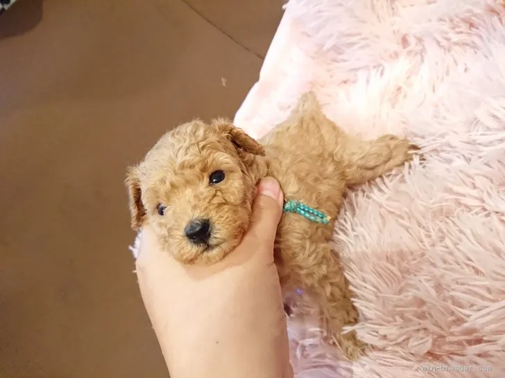 ID：2005-01998の子犬