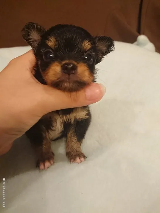 ID：2007-01496の子犬