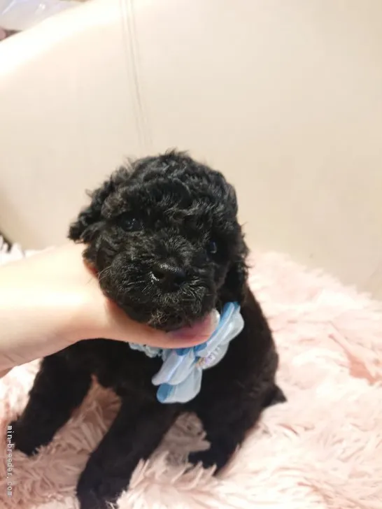 ID：2007-02178の子犬