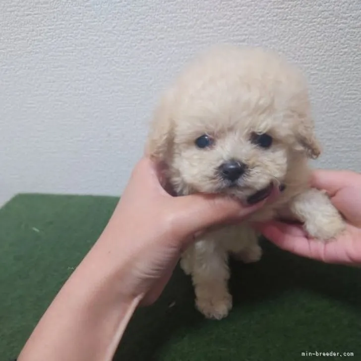 M.K 様のお迎えした子犬