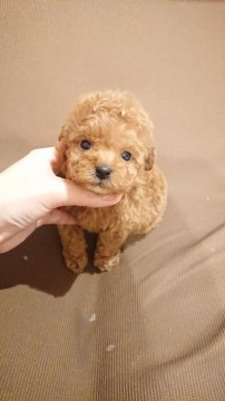 トイプードル(タイニー)【大阪府・男の子・2020年12月7日・レッド】の写真「性格おっとり君」