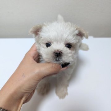 マルチーズ【大阪府・男の子・2023年11月15日・ホワイト】の写真「一人っ子の男の子」