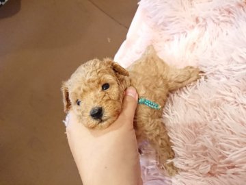 トイプードル(タイニー)【大阪府・男の子・2020年4月12日・アプリコット】の写真「両犬PRAクリア ちびちび男の子」