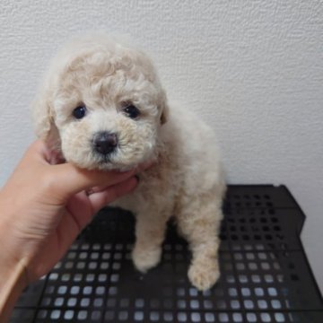 トイプードル(ティーカップ)【大阪府・女の子・2023年4月12日・ホワイト】の写真「小さく生まれすくすく育ちました★」