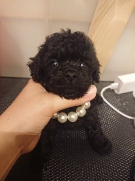 トイプードル(タイニー)【大阪府・男の子・2020年6月12日・ブラック】の写真「ドワーフの僕！」