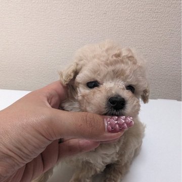 トイプードル(ティーカップ)【大阪府・男の子・2024年4月27日・クリーム(ホワイト)】の写真「410グラムの小さい男の子」
