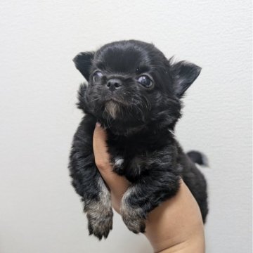 チワワ(ロング)【大阪府・男の子・2024年8月20日・ブラック&クリーム(ブラックソリッド)】の写真「バグみたいにマズルぺったんこ♥️」