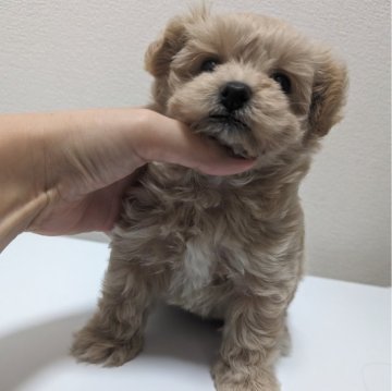 マルプー(マルチーズ×トイプードル)【大阪府・女の子・2023年11月30日・茶色】の写真「1月26日家族募集終了」