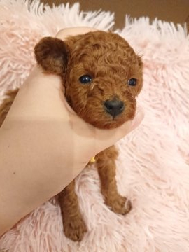 トイプードル(タイニー)【大阪府・男の子・2020年3月13日・レッド】の写真「PRA、DM、vWD1発症しません！」