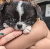 チワワ(ロング)【大阪府・女の子・2024年3月25日・ブラッククリーム】の写真1