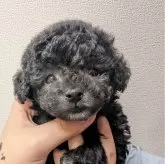 ティーカッププードル【大阪府・女の子・2024年2月26日・シルバー】の写真1