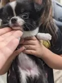 チワワ(ロング)【大阪府・女の子・2024年3月25日・ブラッククリーム】の写真3