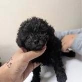 ティーカッププードル【大阪府・女の子・2024年2月26日・シルバー】の写真4