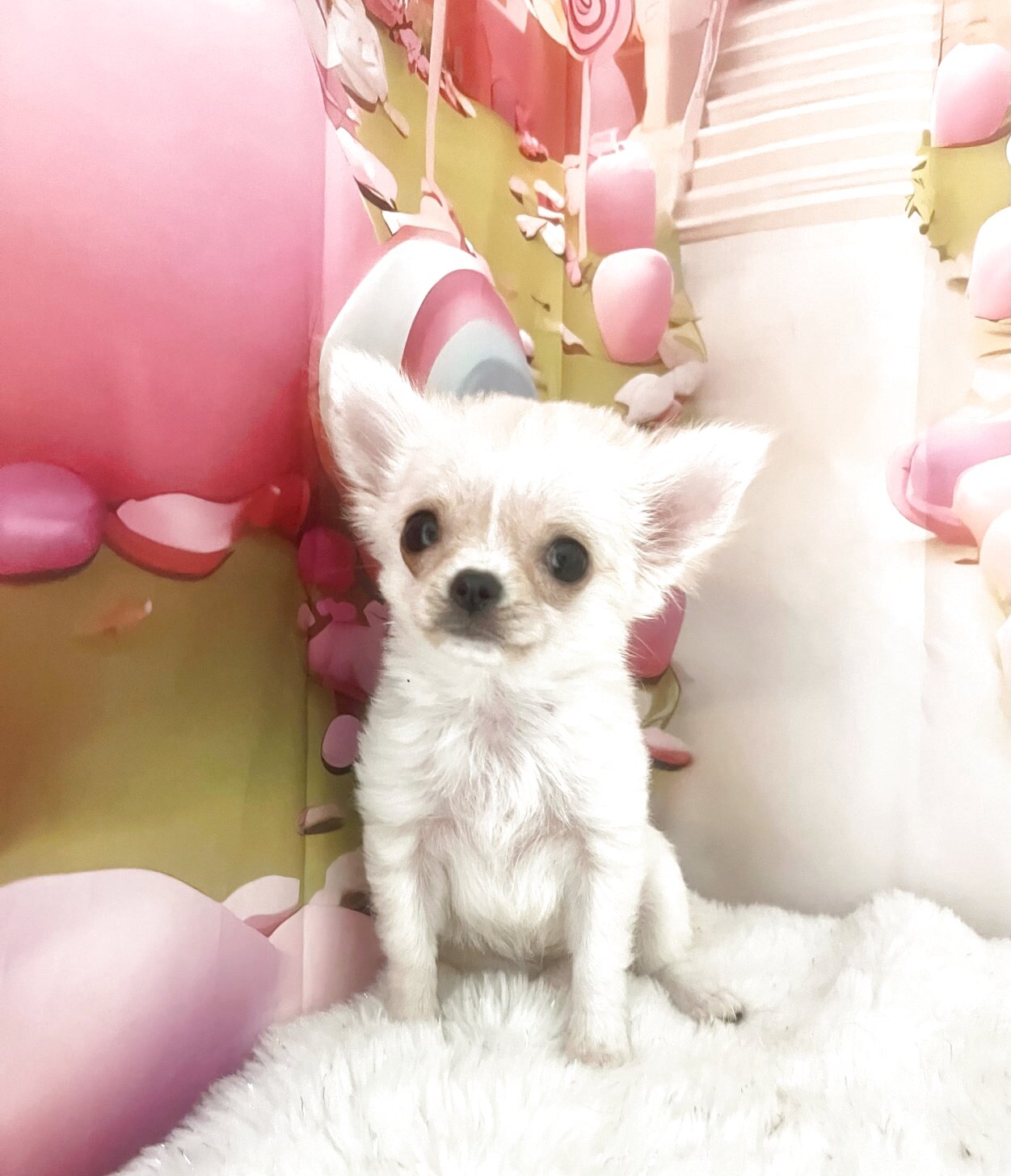 ブリーダー画像